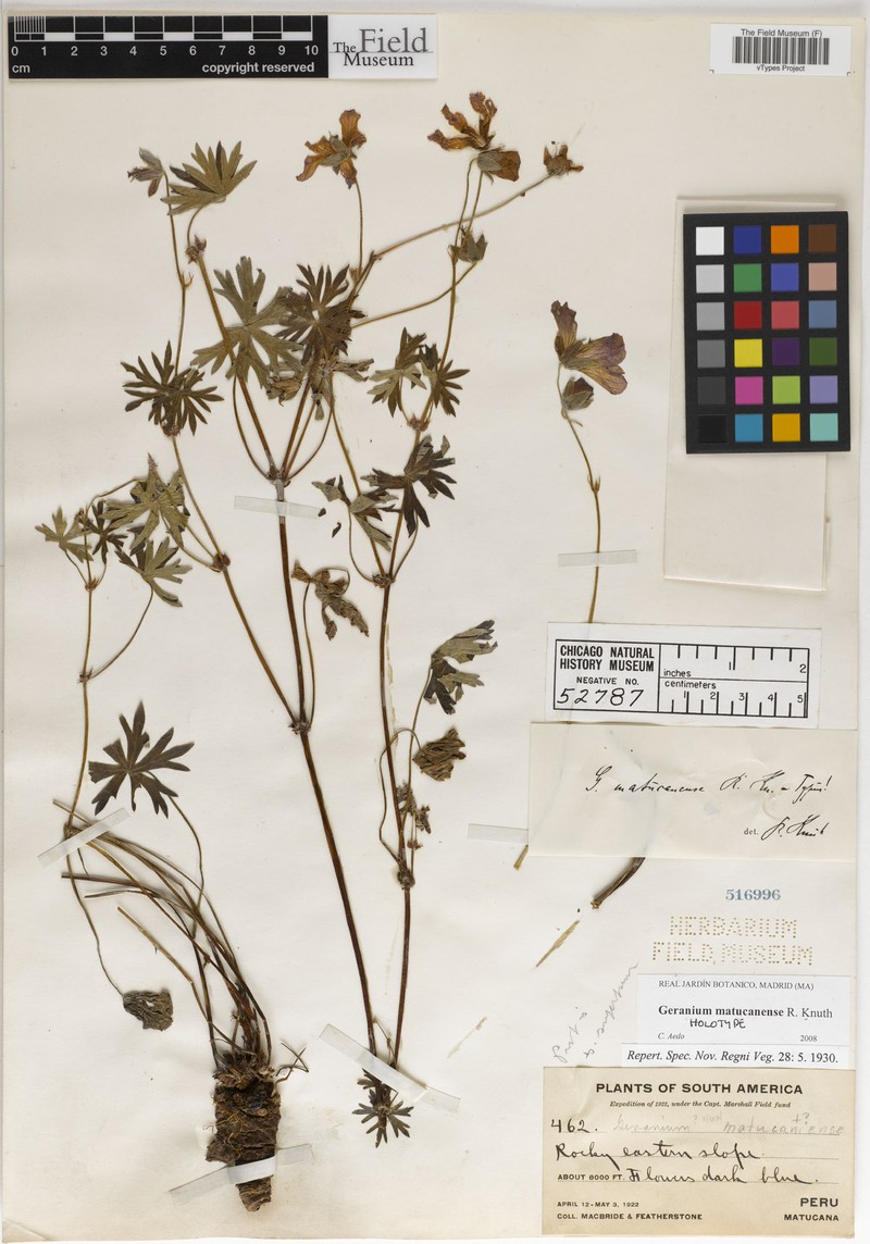 Geranium matucanense photo 7