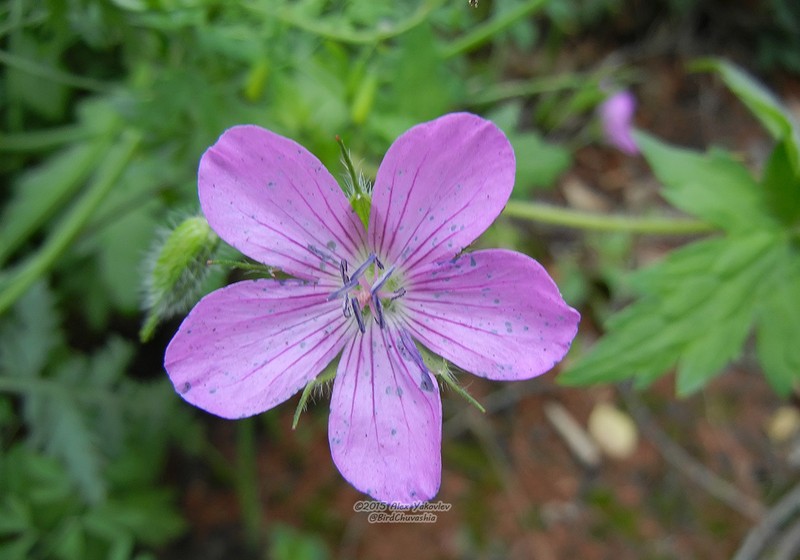 Geranium maximowiczii
