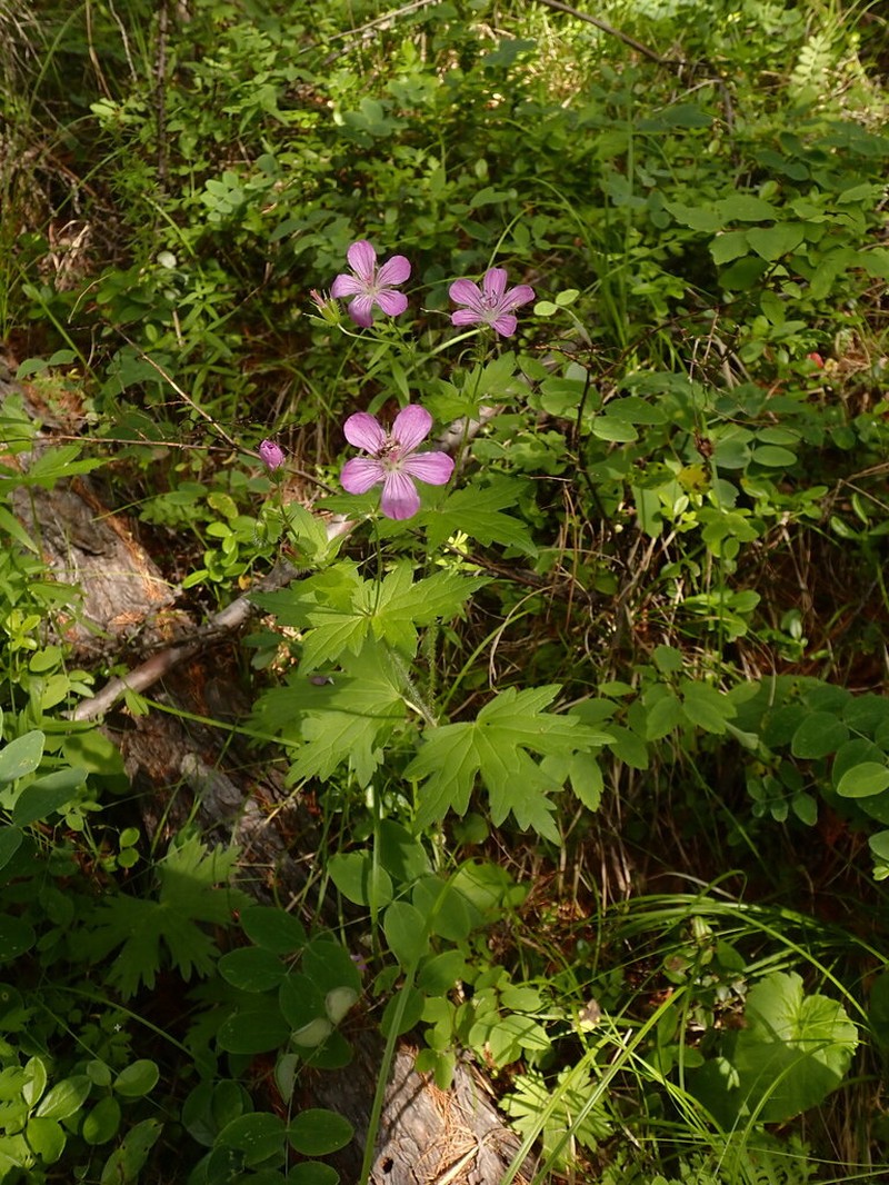 Geranium maximowiczii photo 3