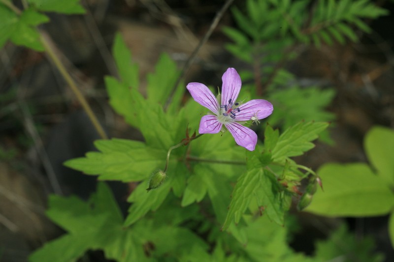 Geranium maximowiczii photo 4