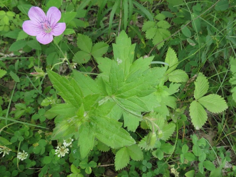 Geranium maximowiczii photo 5