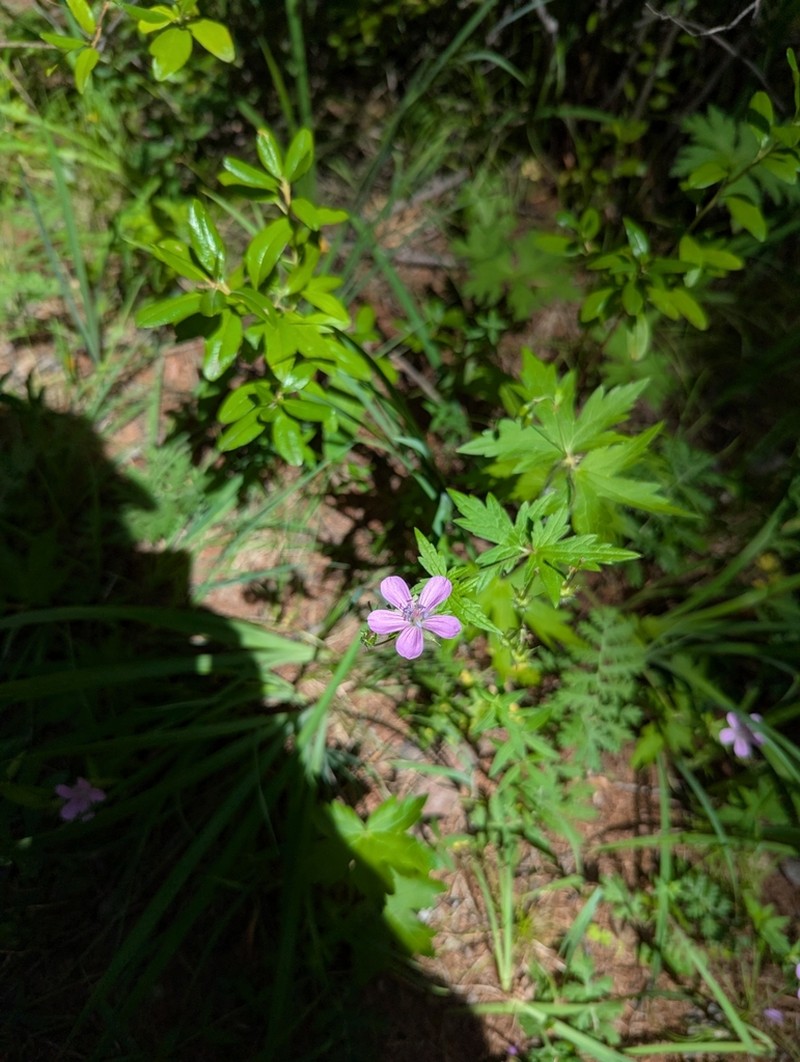 Geranium maximowiczii photo 6