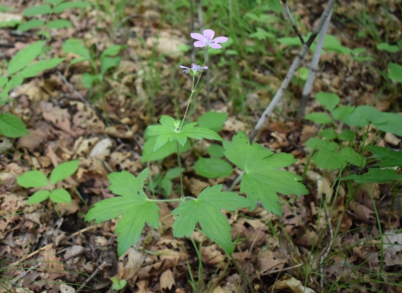 Geranium maximowiczii photo 7