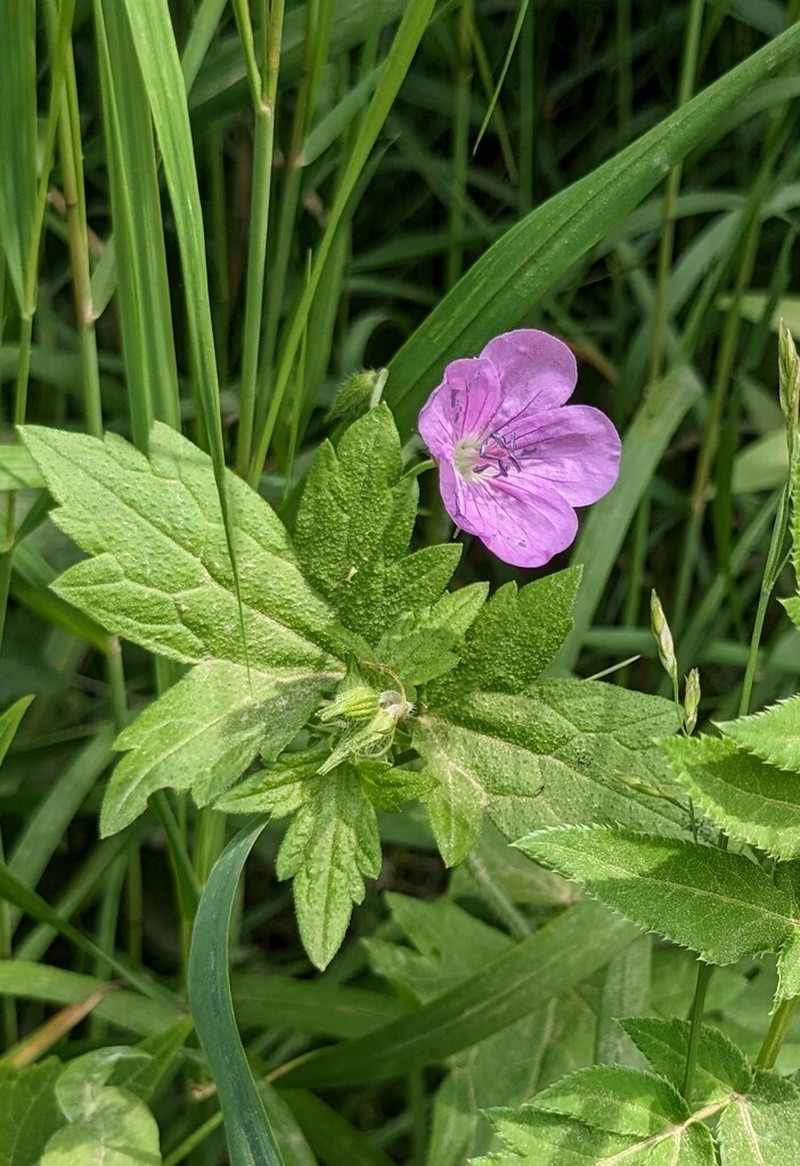 Geranium maximowiczii photo 8