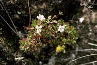 Geranium meridense