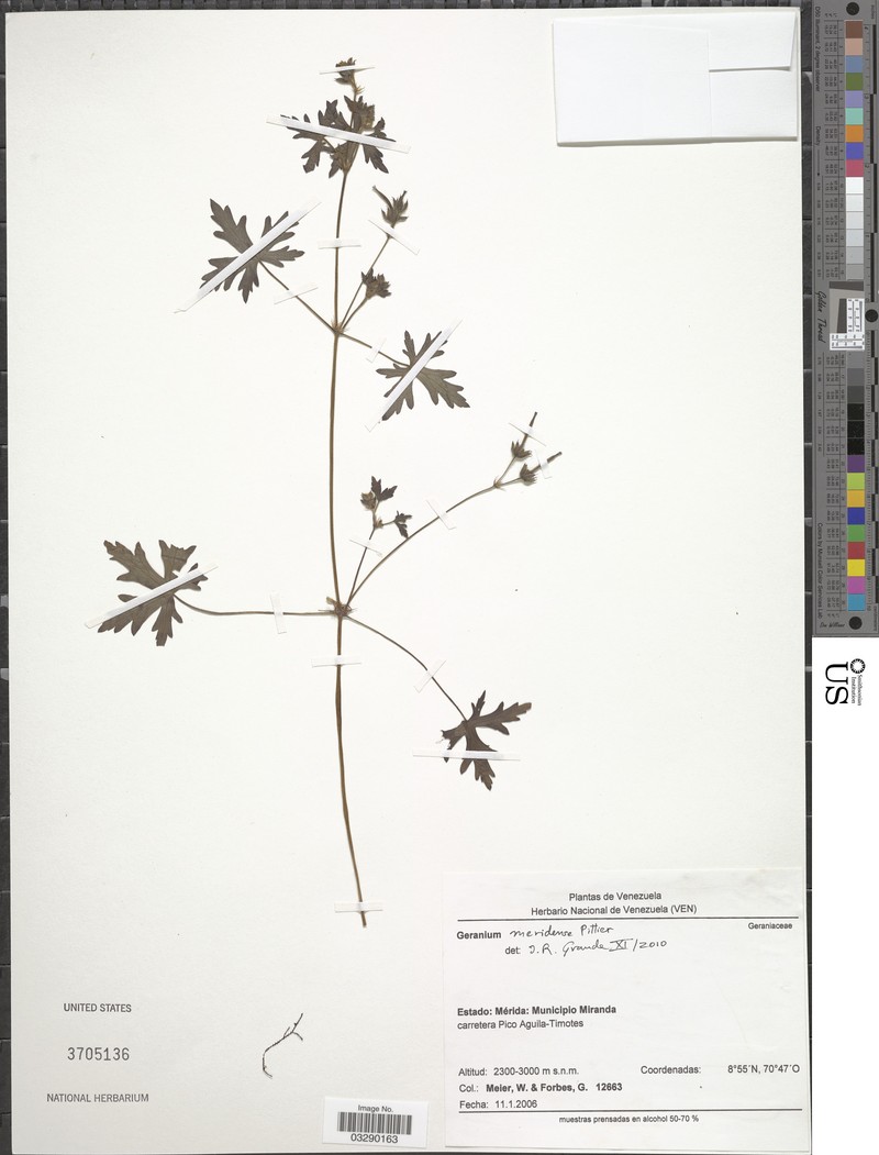 Geranium meridense photo 2