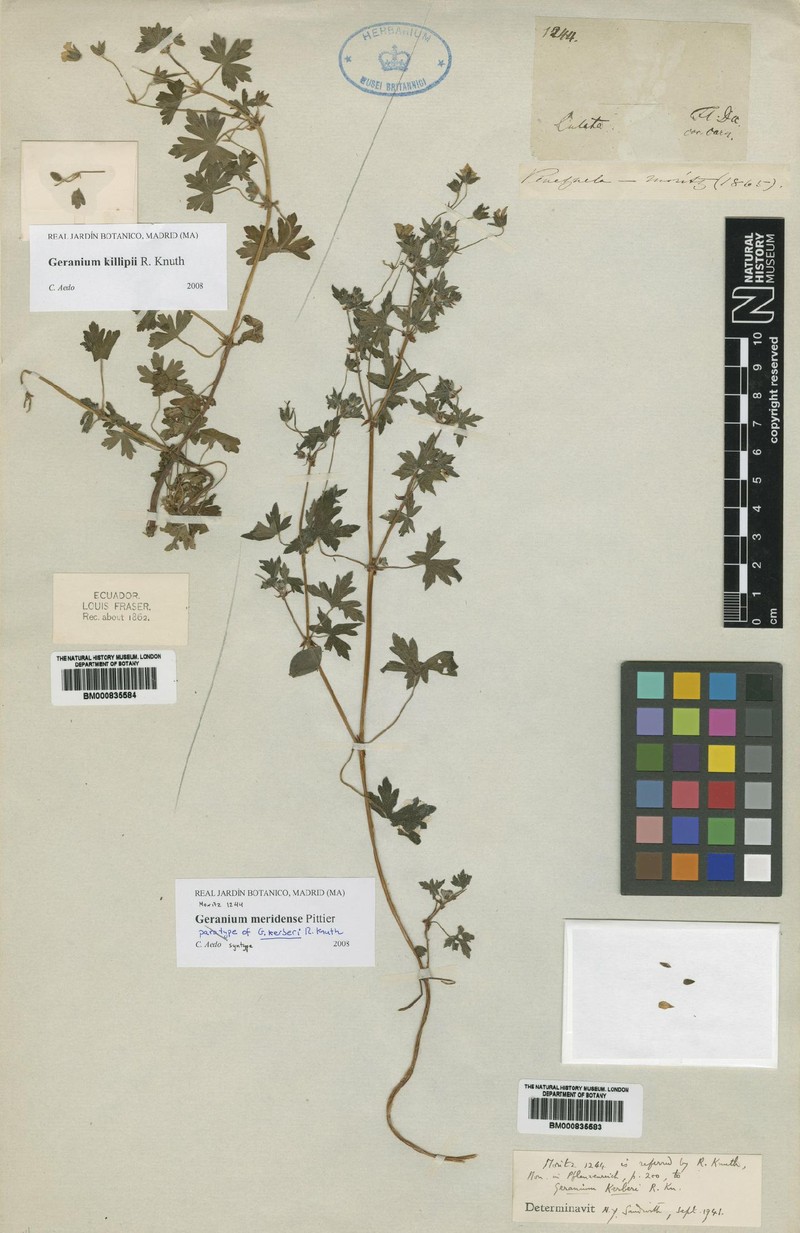 Geranium meridense photo 3