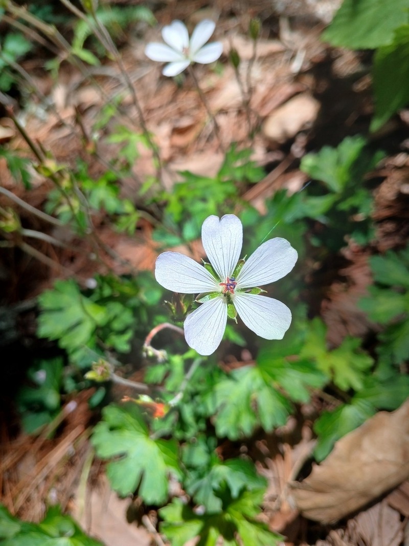 Geranium mexicanum