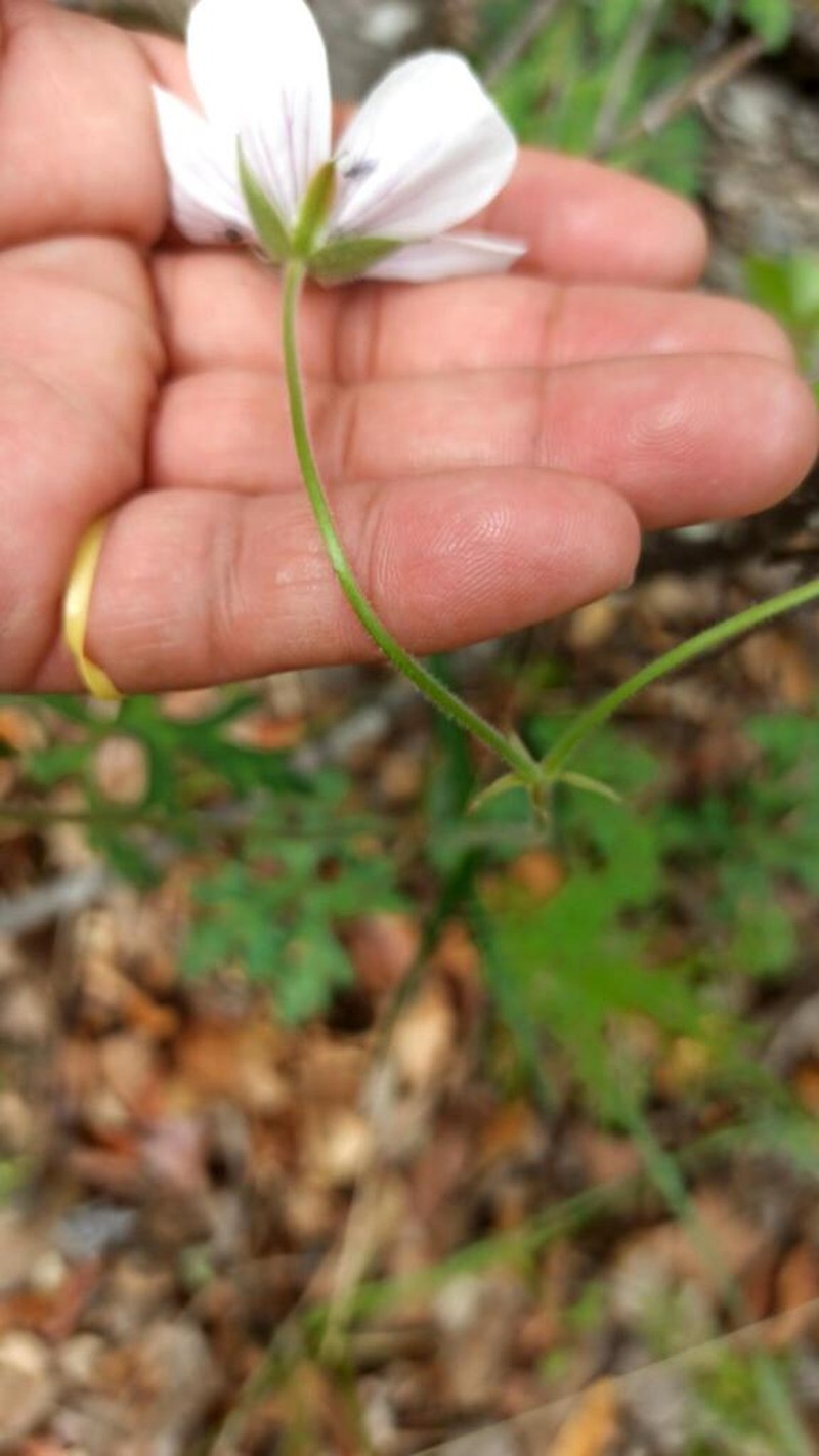 Geranium mexicanum photo 2