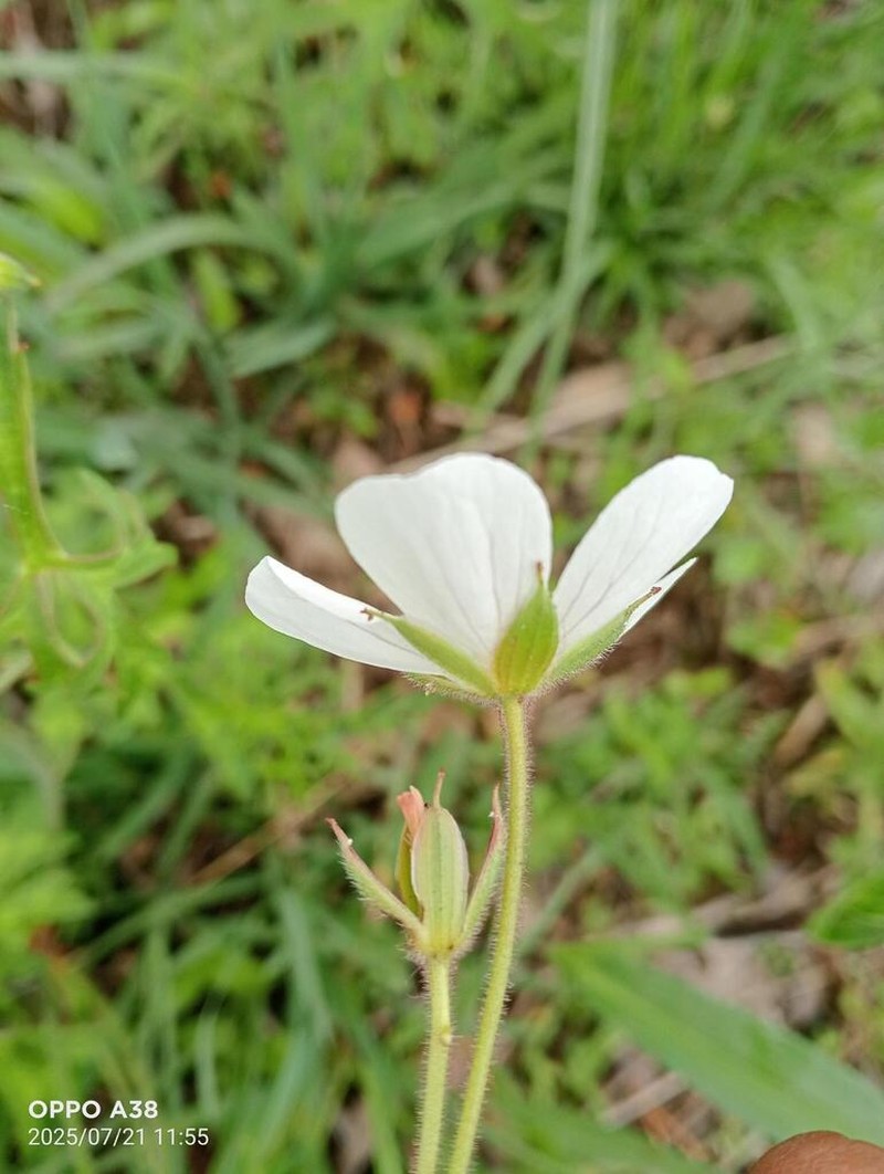 Geranium mexicanum photo 3