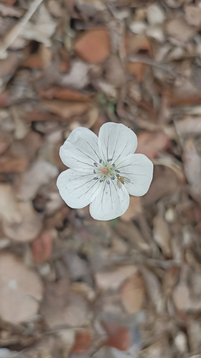 Geranium mexicanum photo 4