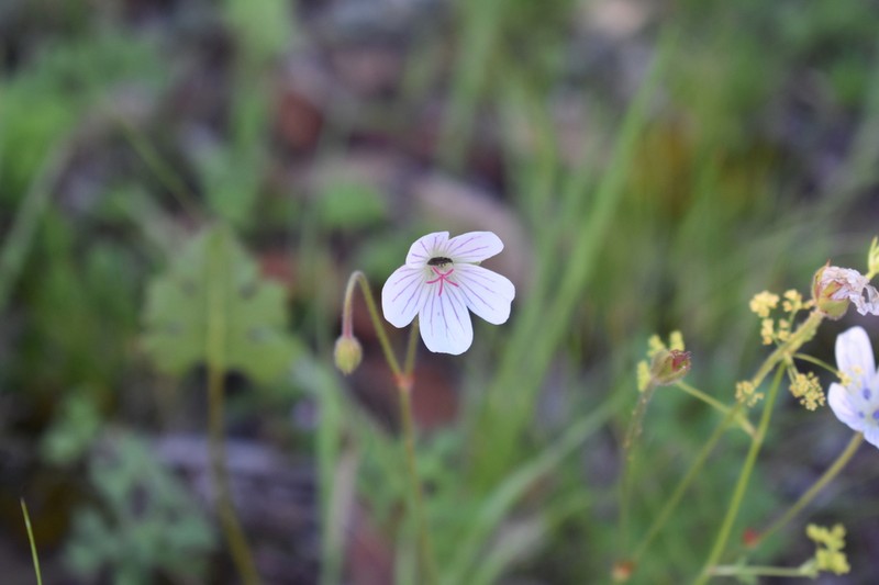 Geranium mexicanum photo 5