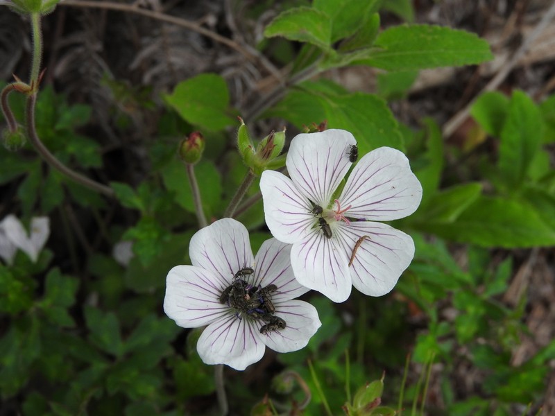 Geranium mexicanum photo 6
