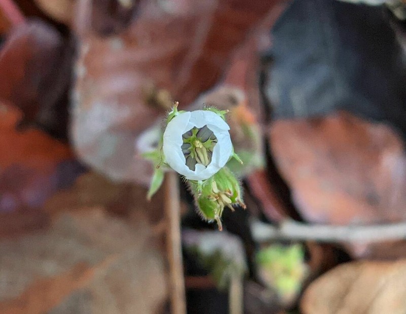 Geranium mexicanum photo 7