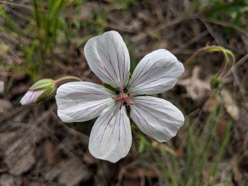 Geranium mexicanum photo 8