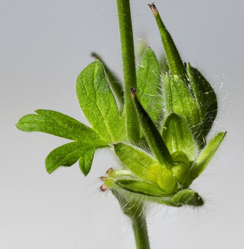 Dovefoot Geranium photo 2