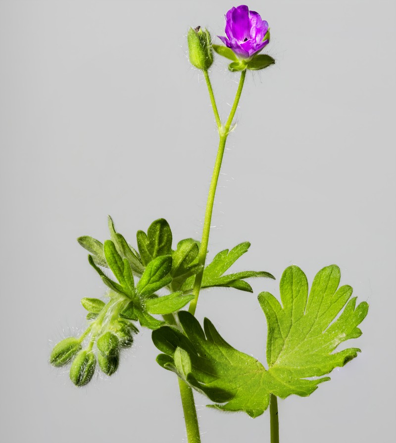 Dovefoot Geranium photo 3
