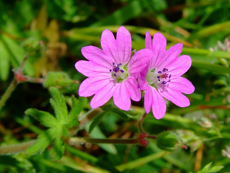 Dovefoot Geranium photo 4