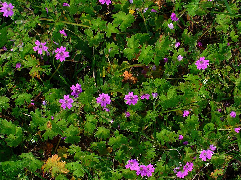 Dovefoot Geranium photo 5