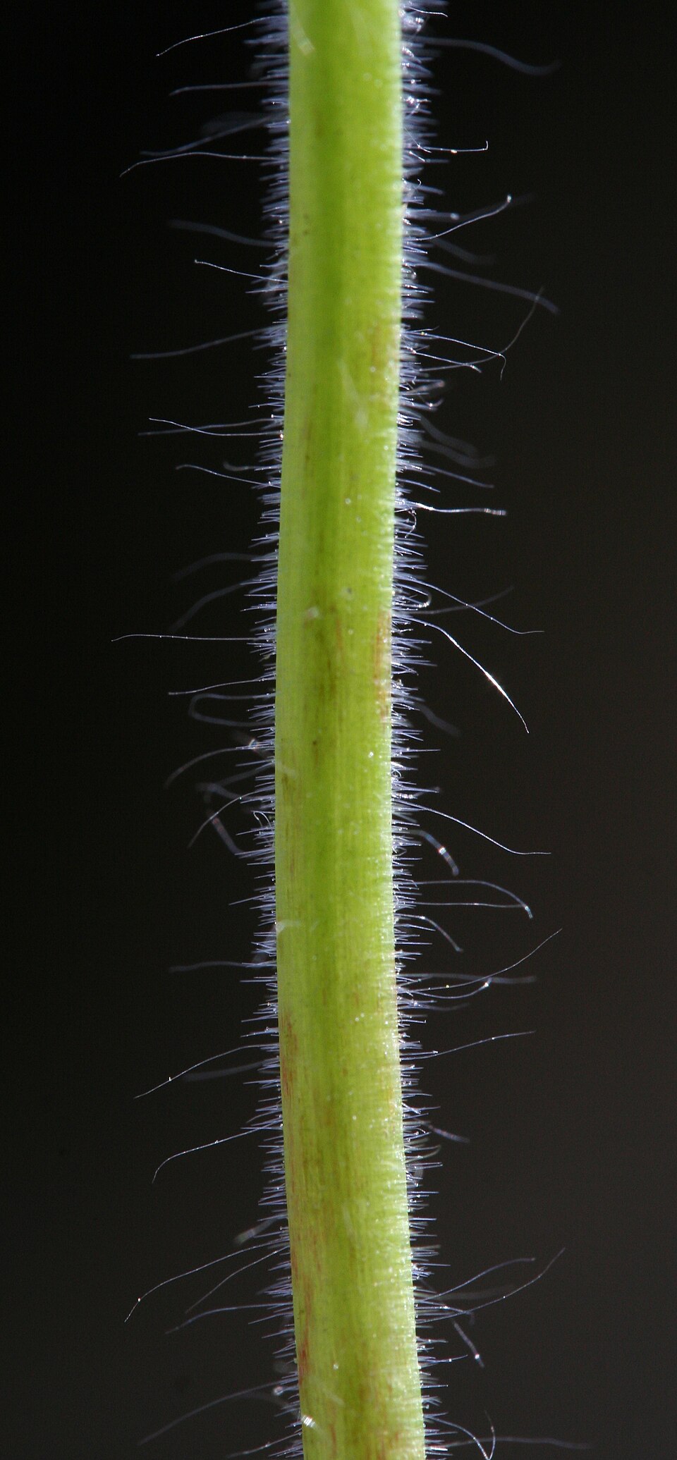 Dovefoot Geranium photo 6