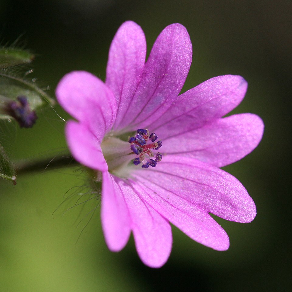 Dovefoot Geranium photo 7