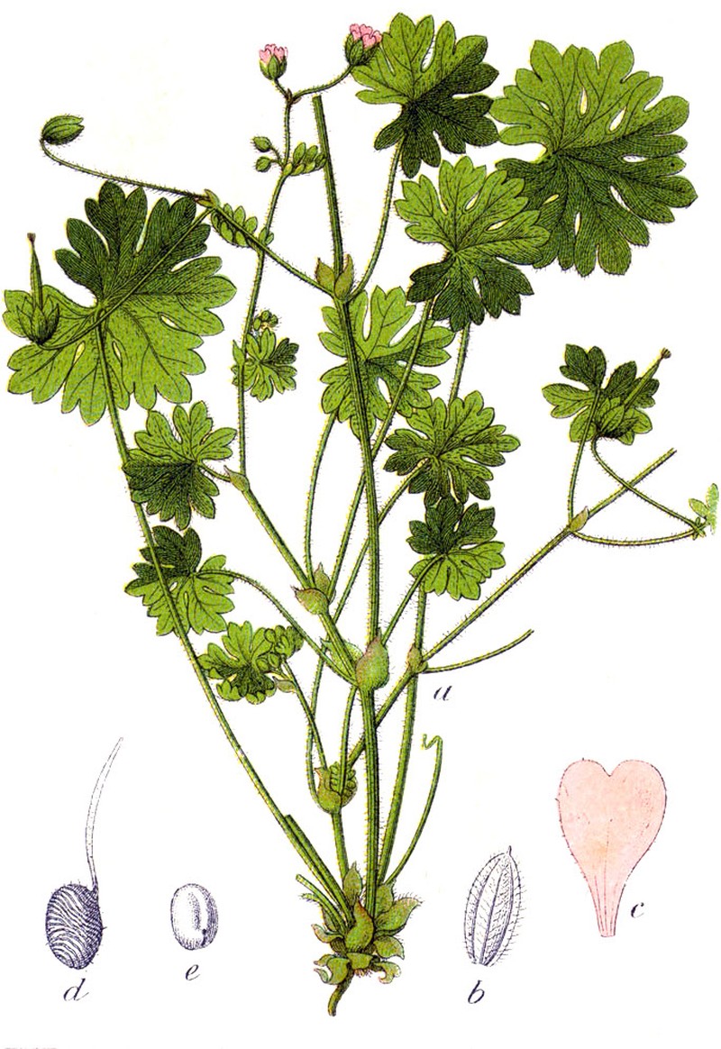 Dovefoot Geranium photo 8