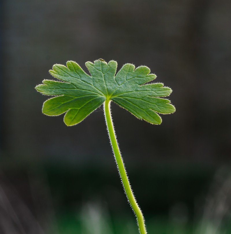 Dovefoot Geranium photo 8