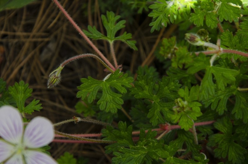 Geranium monanthum
