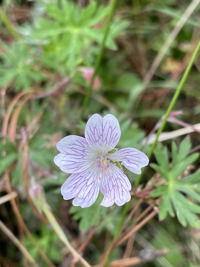 Geranium monanthum photo 2