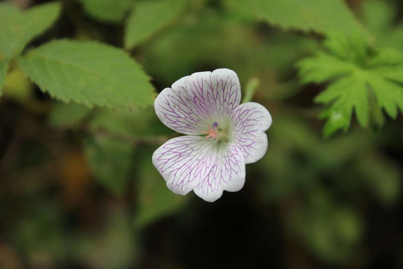 Geranium monanthum photo 4