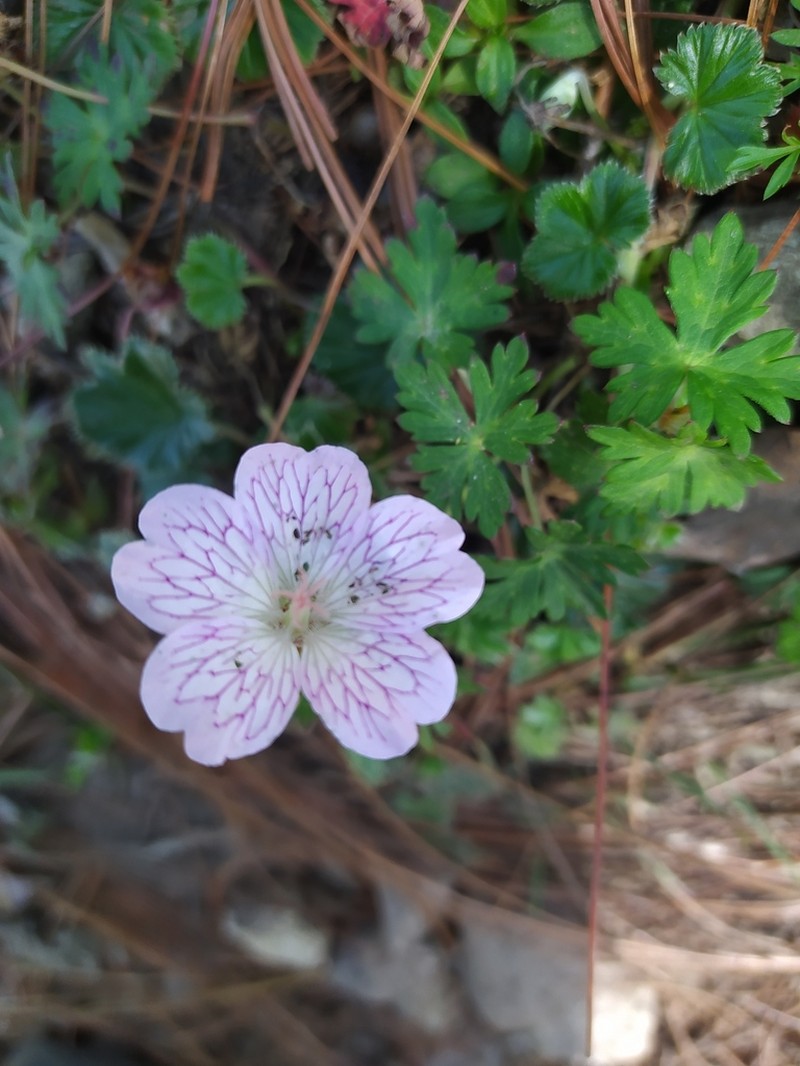 Geranium monanthum photo 5