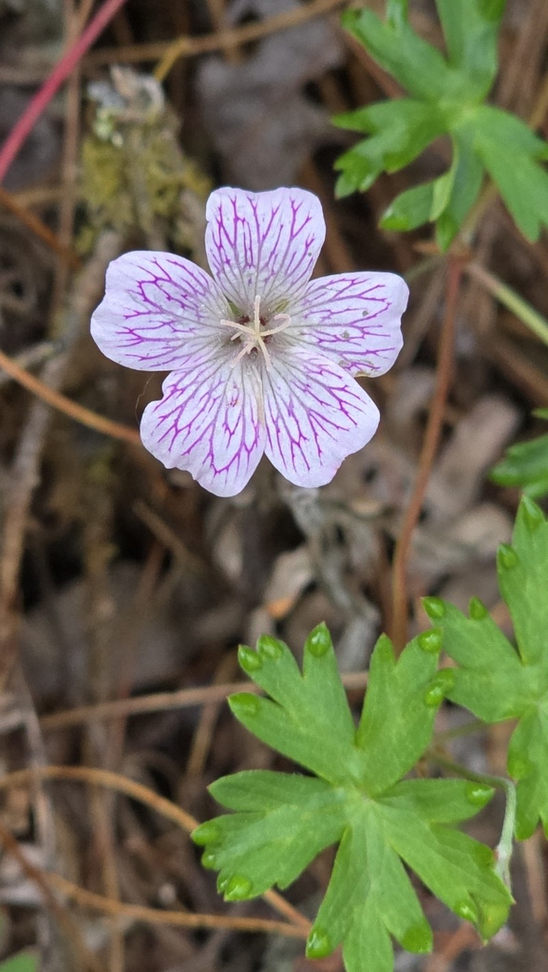 Geranium monanthum photo 6