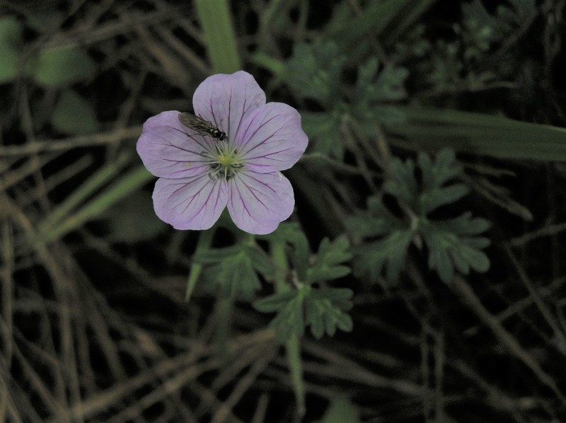 Geranium monanthum photo 7