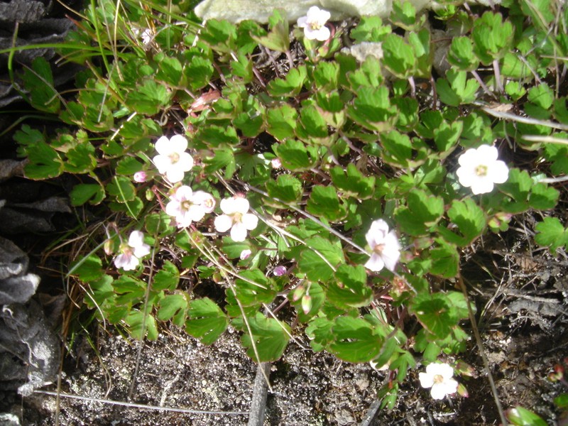 Geranium multiceps photo 2