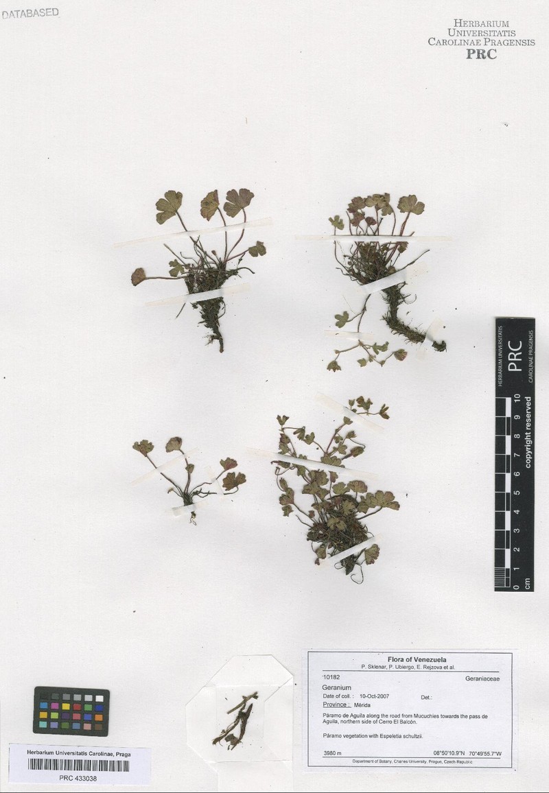 Geranium multiceps photo 3