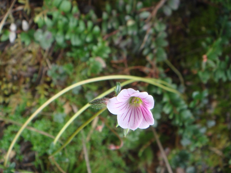 Geranium multiceps