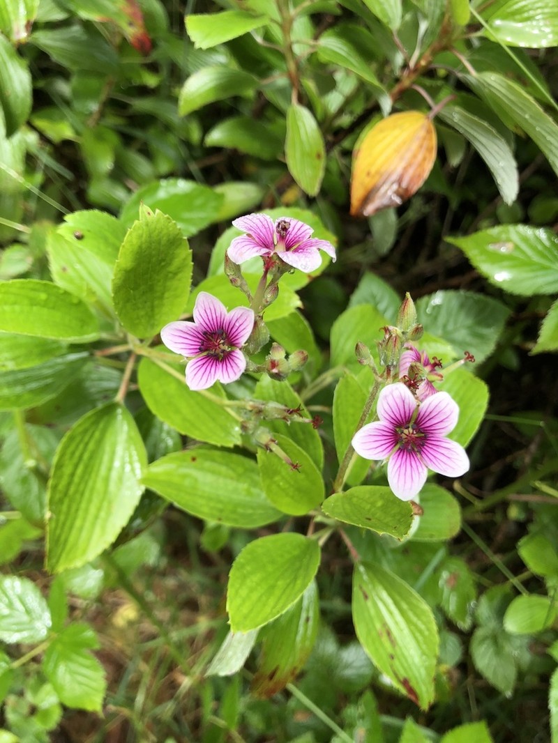 Manyflower Geranium photo 3