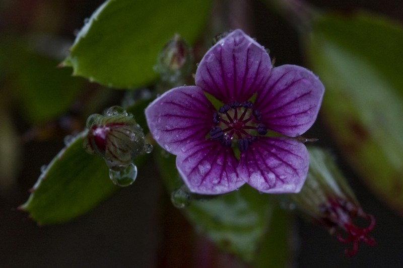 Manyflower Geranium photo 4