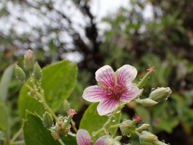 Manyflower Geranium photo 5