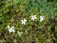 Geranium multipartitum