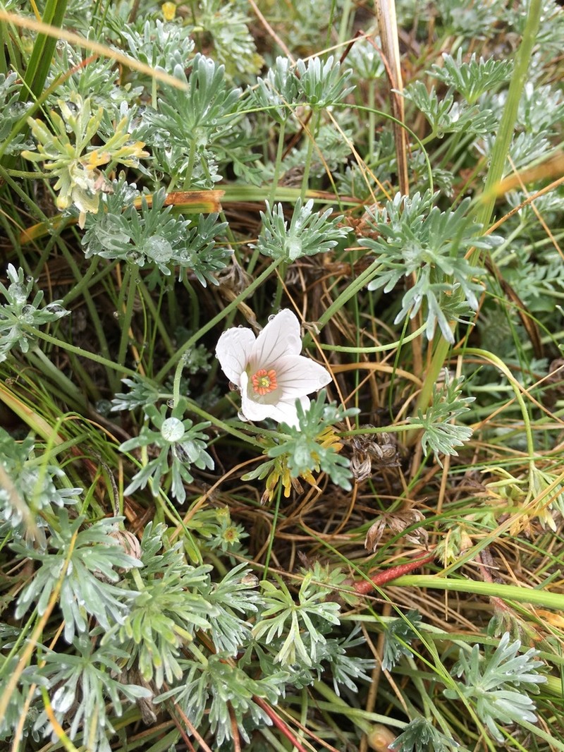 Geranium multipartitum photo 2
