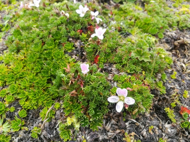 Geranium multipartitum photo 3
