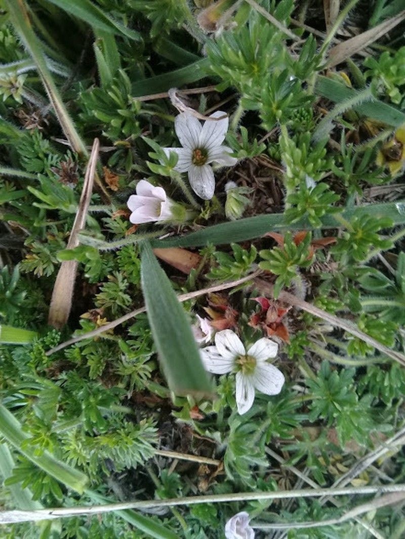Geranium multipartitum photo 4