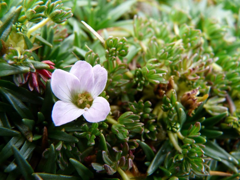 Geranium multipartitum photo 5
