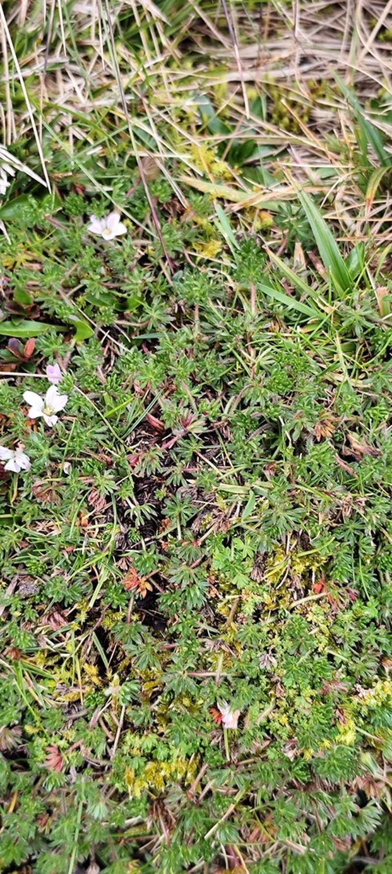 Geranium multipartitum photo 7
