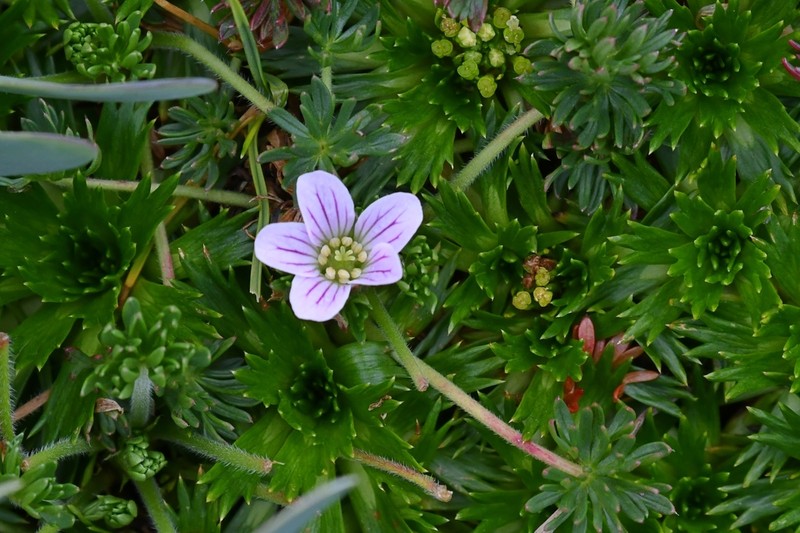 Geranium multipartitum photo 8