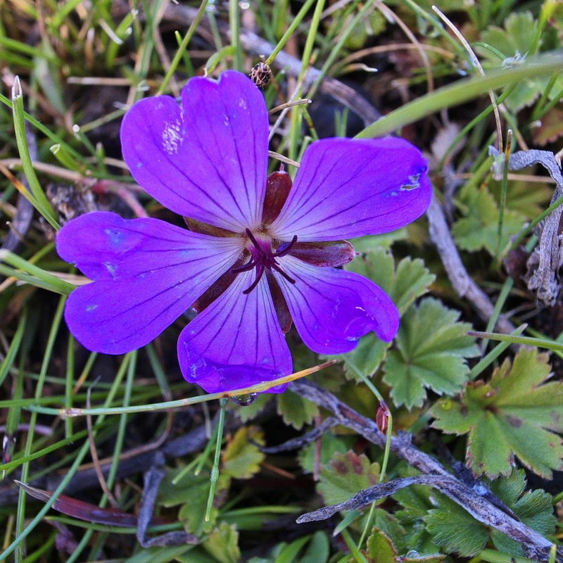 Geranium multisectum