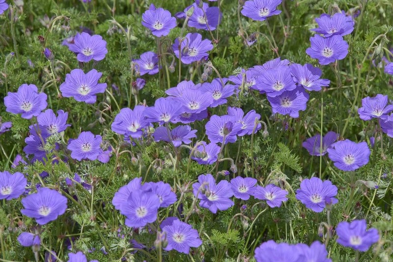 Geranium multisectum photo 2