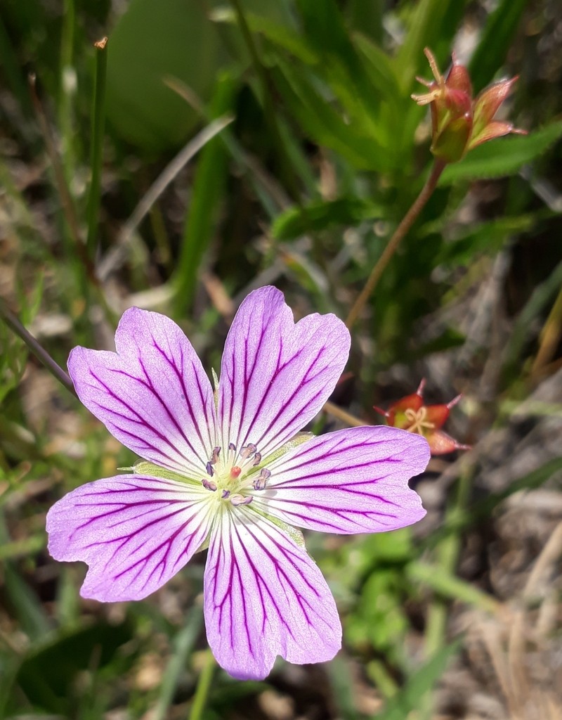 Geranium multisectum photo 3