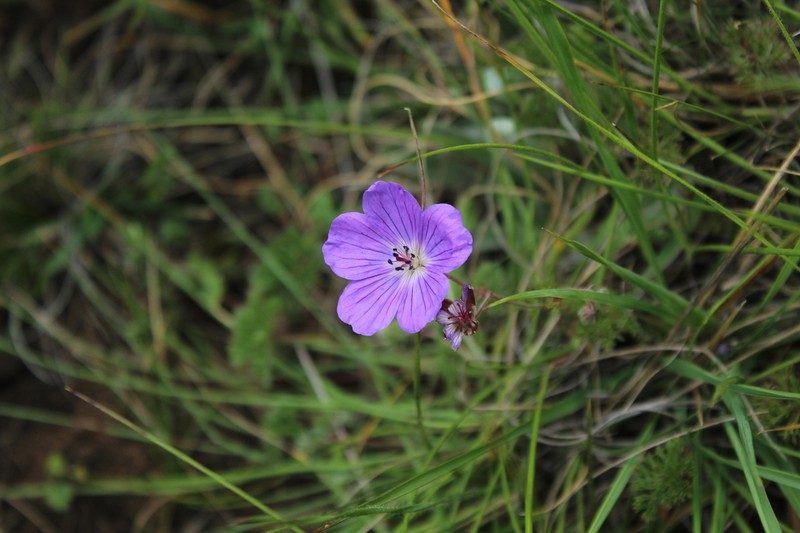Geranium multisectum photo 4